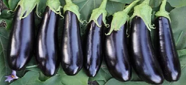 تصویر 1 از بادمجان گلخانه ای کیفیت تضمینی